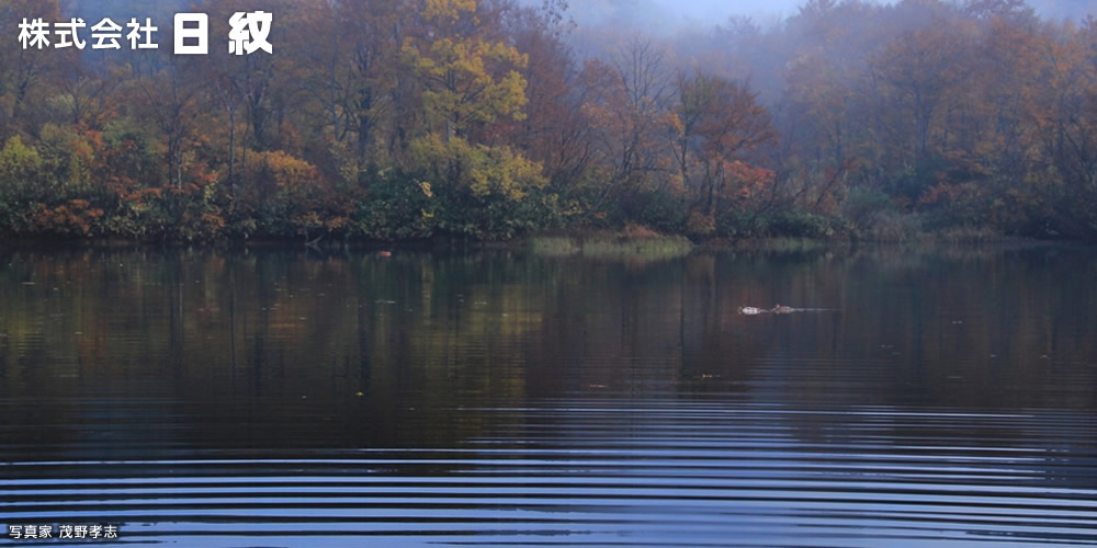 日紋のある新潟県十日町市の秋の風景：津南、山伏山の池に泳ぐ鴨