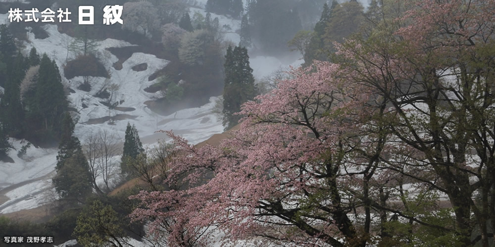 日紋のある新潟県十日町市の春の風景：松之山大厳寺高原の山桜